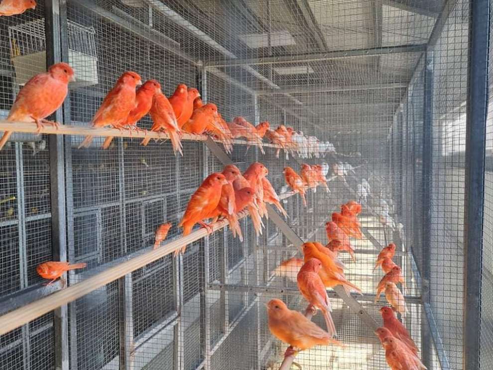 Interview with Panikos Christodoulou - Owner of Scarlet Macaw Petshop