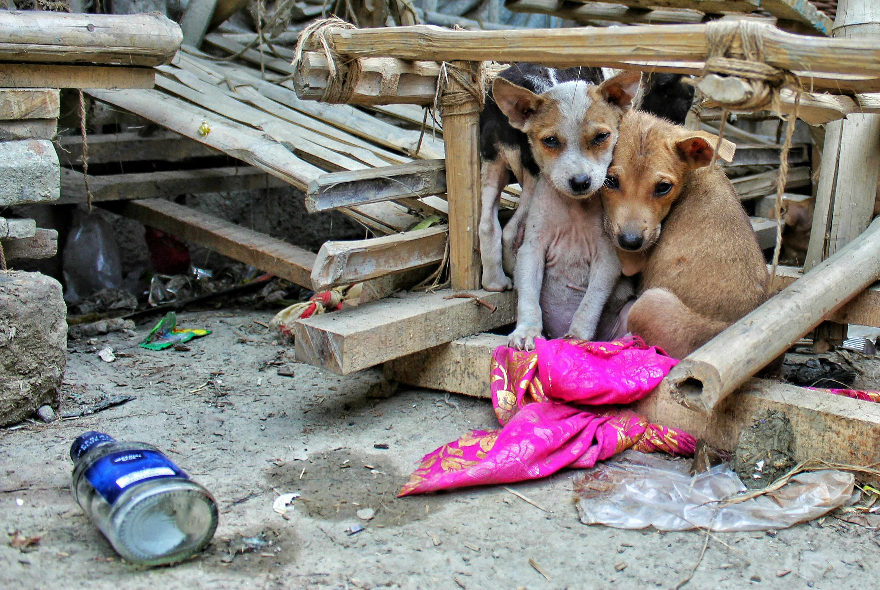 international day of stray animals