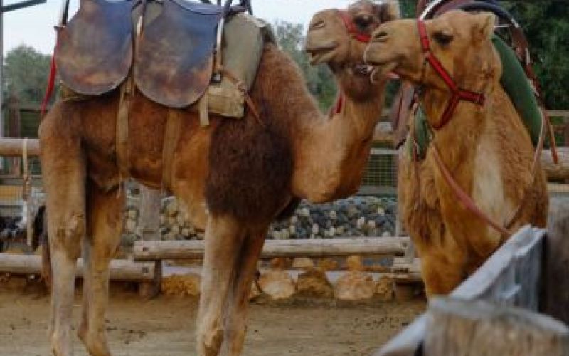 Camel Park, Mazotos, Larnaka